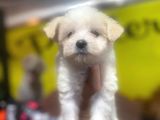 Show Kalite Maltese Terrier Yavrularımız