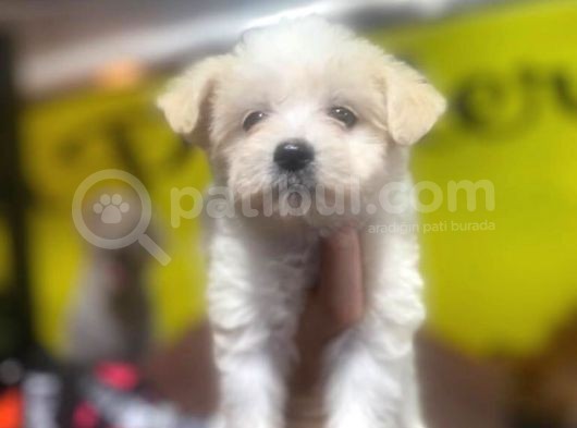 Show Kalite Maltese Terrier Yavrularımız
