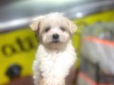 Show Kalite Maltese Terrier Yavrularımız