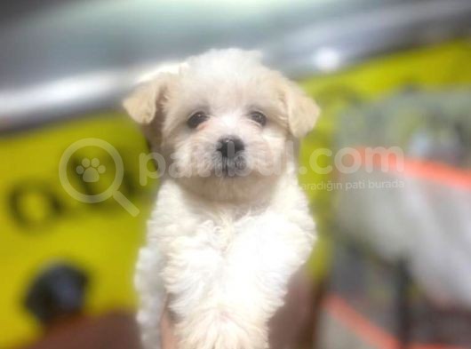Show Kalite Maltese Terrier Yavrularımız görsel