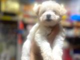 Show Kalite Maltese Terrier Yavrularımız