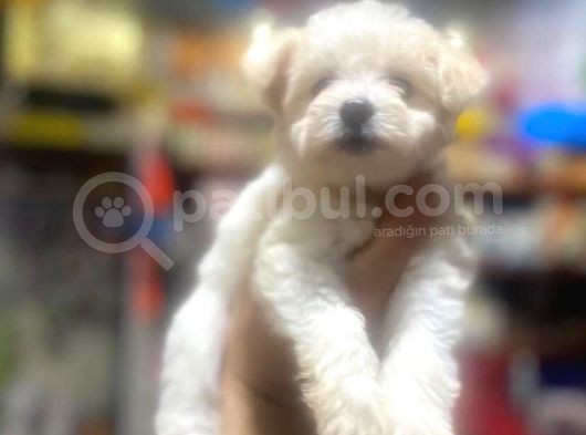 Show Kalite Maltese Terrier Yavrularımız görsel
