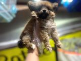 En Sevimli Pomeranian Spitz Yavruları