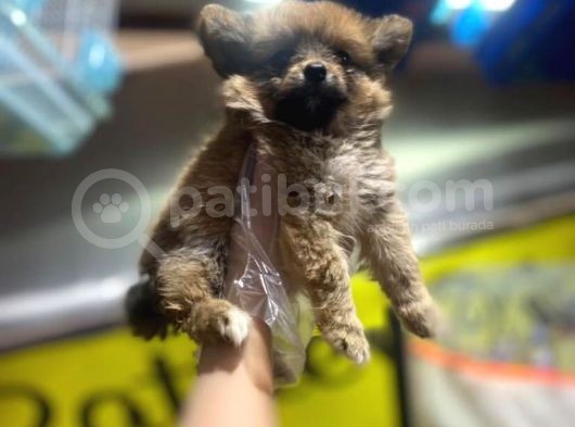 En Sevimli Pomeranian Spitz Yavruları