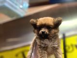 En Sevimli Pomeranian Spitz Yavruları
