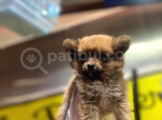 En Sevimli Pomeranian Spitz Yavruları görsel