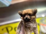 En Sevimli Pomeranian Spitz Yavruları