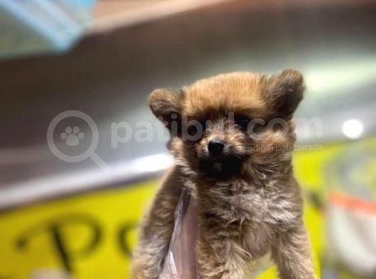 En Sevimli Pomeranian Spitz Yavruları görsel
