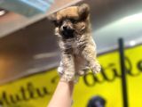 En Sevimli Pomeranian Spitz Yavruları