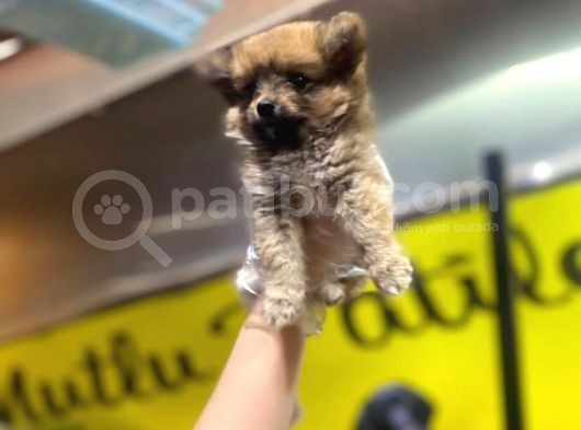 En Sevimli Pomeranian Spitz Yavruları görsel