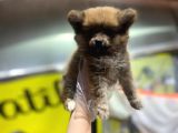 En Sevimli Pomeranian Spitz Yavruları