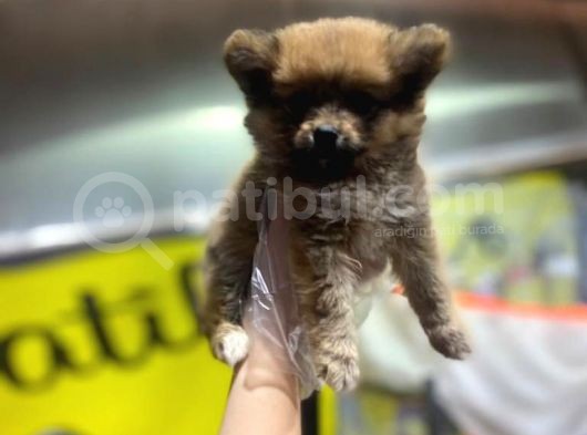 En Sevimli Pomeranian Spitz Yavruları görsel