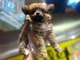 En Sevimli Pomeranian Spitz Yavruları