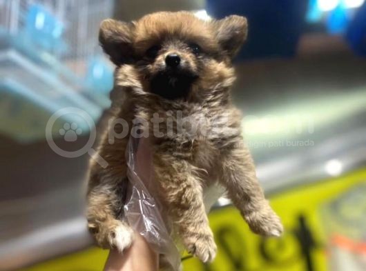 En Sevimli Pomeranian Spitz Yavruları görsel