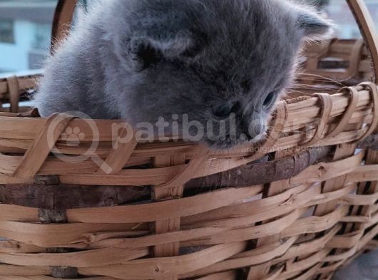 Sevimli Sağlıklı Bebekler görsel