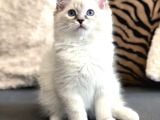 Ödüllü Ragdoll Bebekleri̇m