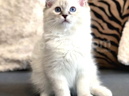 Ödüllü Ragdoll Bebekleri̇m görsel