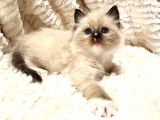 Ödüllü Ragdoll Bebekleri̇m