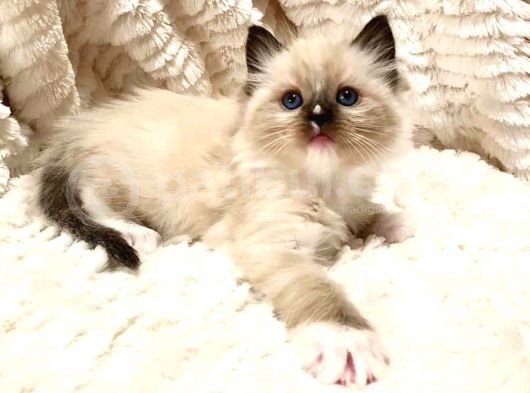 Ödüllü Ragdoll Bebekleri̇m görsel