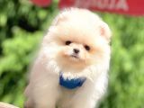 Safkan Pomeranian Boo Yavrular