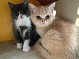 Özel Renk British Shorthair Yavrularım