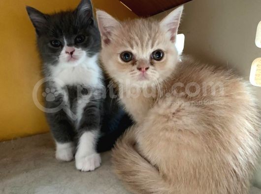 Özel Renk British Shorthair Yavrularım görsel