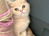 Özel Renk British Shorthair Yavrularım