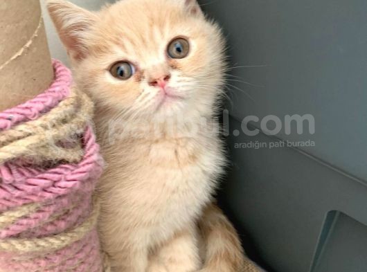 Özel Renk British Shorthair Yavrularım görsel