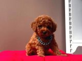 Orjinal Toy Poodle