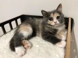 Özel Renk British Shorthair Yavrularım