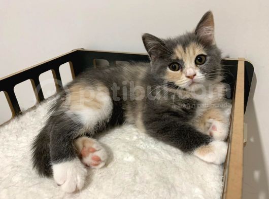 Özel Renk British Shorthair Yavrularım görsel