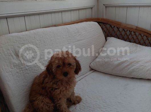 Küt Burunlu Tam Bebek Surat Orjinal Dişi Poodle Yavrusu görsel