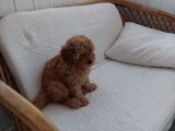 Küt Burunlu Tam Bebek Surat Orjinal Dişi Poodle Yavrusu