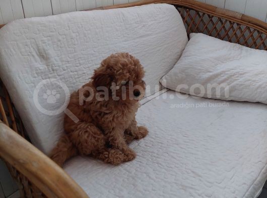 Küt Burunlu Tam Bebek Surat Orjinal Dişi Poodle Yavrusu görsel