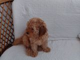 Küt Burunlu Tam Bebek Surat Orjinal Dişi Poodle Yavrusu