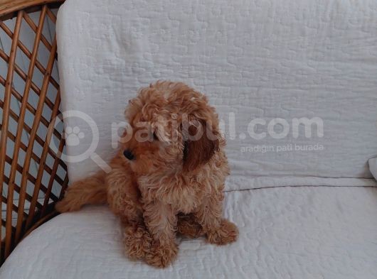 Küt Burunlu Tam Bebek Surat Orjinal Dişi Poodle Yavrusu görsel