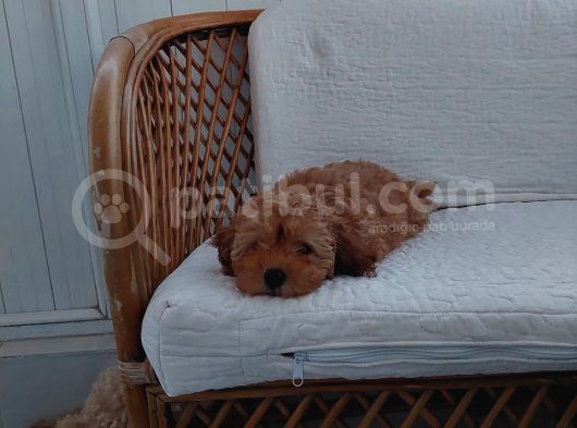 Küt Burunlu Tam Bebek Surat Orjinal Dişi Poodle Yavrusu görsel