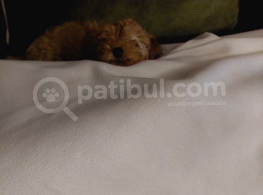 Küt Burunlu Tam Bebek Surat Orjinal Dişi Poodle Yavrusu