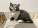 Özel Renk British Shorthair Yavrularım