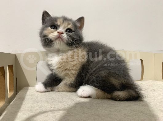 Özel Renk British Shorthair Yavrularım