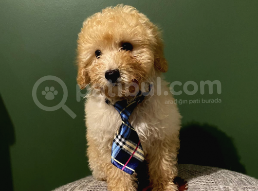 Toy Poodle 3 Aylık Dişi Ve Erkek Yavrularımız görsel