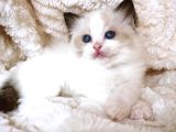 Ragdoll Safkan Show Class  Bebekleri̇m