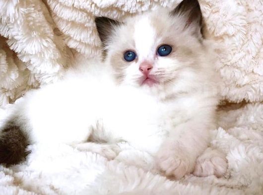 Ragdoll Safkan Show Class  Bebekleri̇m görsel