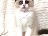 Ragdoll Safkan Show Class  Bebekleri̇m