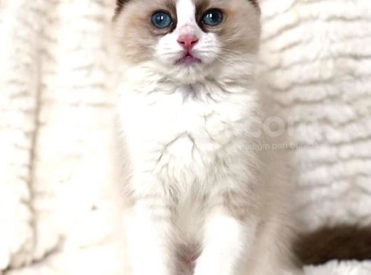 Ragdoll Safkan Show Class  Bebekleri̇m görsel