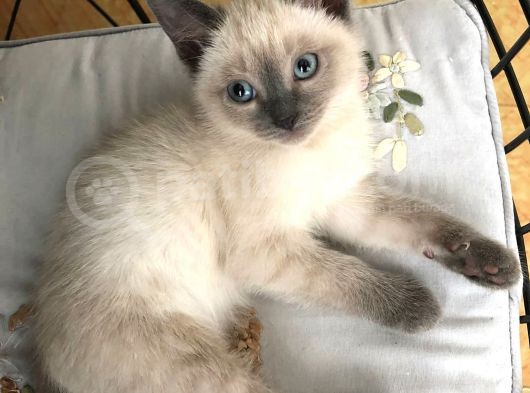 Di̇şi̇ Si̇yam Gri̇ Renk Blue Poi̇nt Nadi̇r görsel