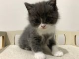 Özel Renk British Shorthair Yavrularım