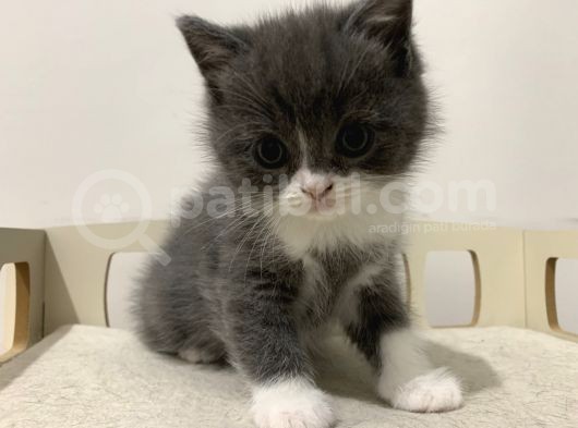 Özel Renk British Shorthair Yavrularım görsel