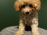 Toy Poodle 3 Aylık Dişi Ve Erkek Yavrularımız