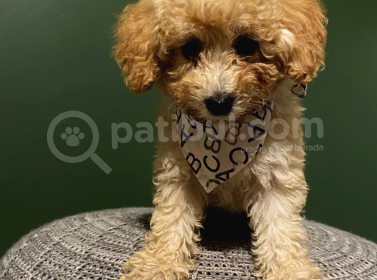 Toy Poodle 3 Aylık Dişi Ve Erkek Yavrularımız görsel